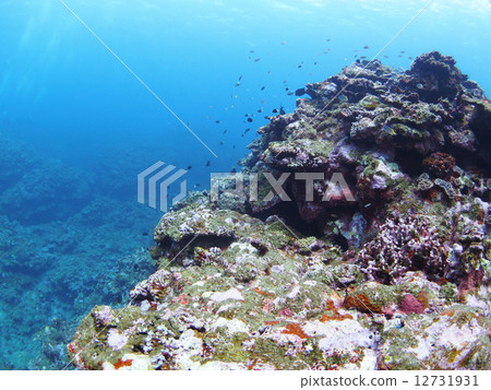 Underwater landscape of Okinawa · Ishigakijima Underwater landscape of Okinawa · Ishigakijima 12731931