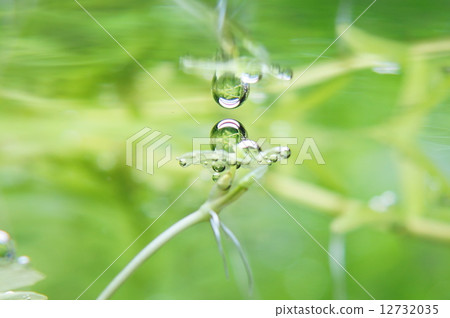 Bubbly water plants Bubbly water plants 12732035