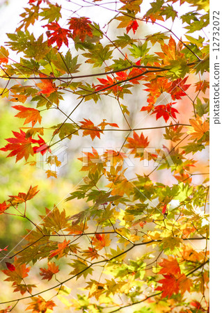 Autumn leaves Rokko alpine botanical garden 12732072