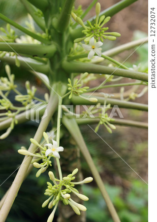 Papaya's Flower 12732074