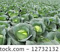 Cabbage field 12732132