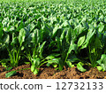 Spinach field 12732133