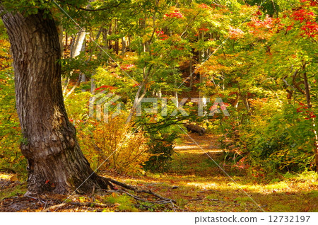 Autumn in the forest 12732197
