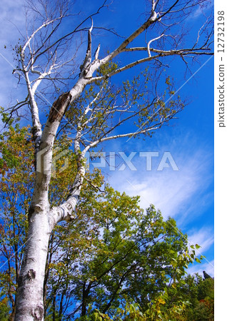 White birch White birch 12732198