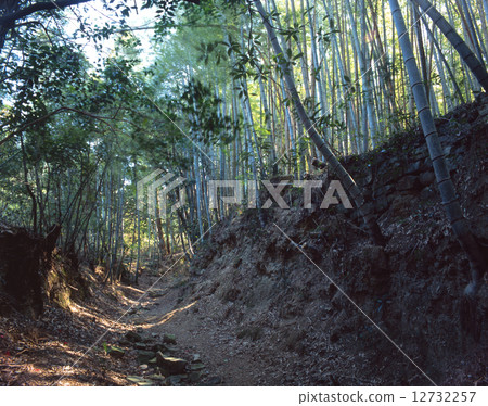 "World Cultural Heritage" Kumano Kodo Road, Tomidasaka (Odaizaka) of the Great Border / Bamboo Forest Pilgrimage Road near the Susado Temple 12732257
