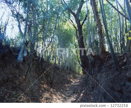 “世界文化遺產”Kumano Kodo路,位於Susado Temple附近的Great Border / Bamboo Forest Pilgrimage Road的Tomidasaka(Odaizaka) “世界文化遺產”Kumano Kodo路,位於Susado Temple附近的Great Border / Bamboo Forest Pilgrimage Road的Tomidasaka(Odaizaka) 12732258