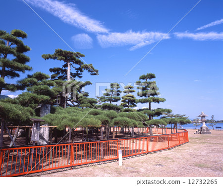 Karasaki的松樹，Karasaki神社“Omi Hakkei / Karasaki no Yoru Rain（Ando Hiroshige）”/“Ohmi Water Treasure Selection”（年齡250至300年）（現為第三代松樹） 12732265