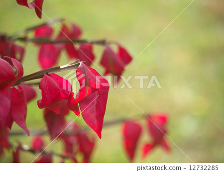 核桃小河秋葉 12732285