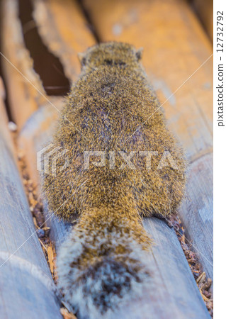 Ushiku Daibutsu Taiwanris 12732792