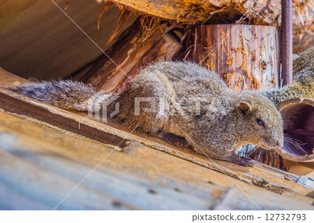 Ushiku Daibutsu Taiwanris 12732793