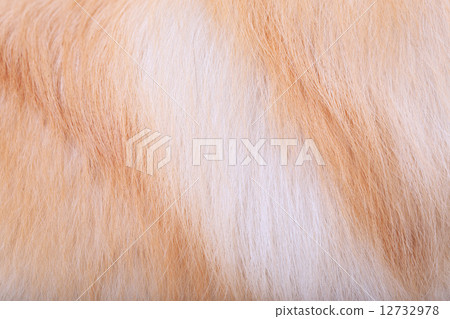 textured dog hair background, Animal fur 12732978