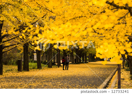 Autumn of Showa Memorial Park Autumn of Showa Memorial Park 12733241