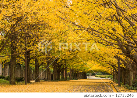 Showa Memorial Park Ginkgo Ginkgo landscape Showa Memorial Park Ginkgo Ginkgo landscape 12733246