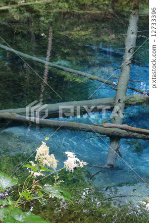 上帝的池塘 12733396