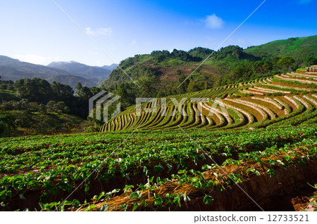 Beautiful landscape and fresh strawberries farm 12733521