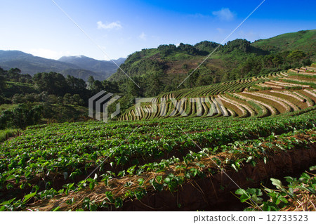 Landscape and fresh strawberries farm Landscape and fresh strawberries farm 12733523