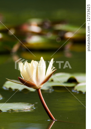 Yellow lotus flower on the water 12733625