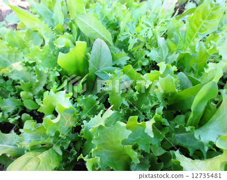 Various lettuce Various lettuce 12735481