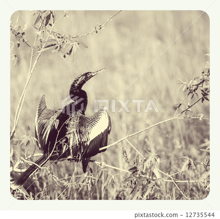 Anhinga Anhinga 12735544