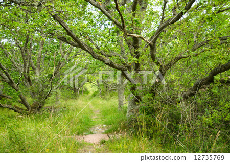 Old rural flat rock stone bridge at footpath with green oaks in an alley 12735769
