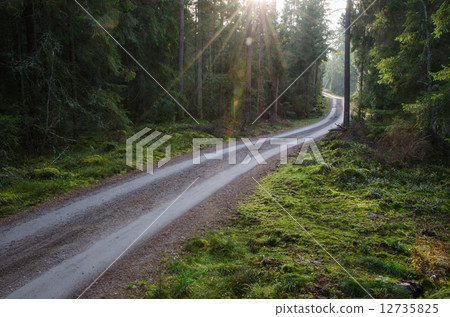 Sunbeams at agravel road in a green forest Sunbeams at agravel road in a green forest 12735825