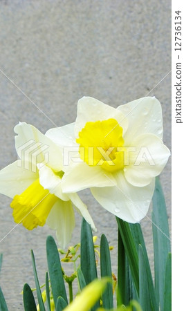 整齊綻放的水仙(角色空間) 整齊綻放的水仙(角色空間) 12736134