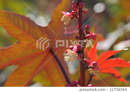 Castor flowers Castor flowers 12736564