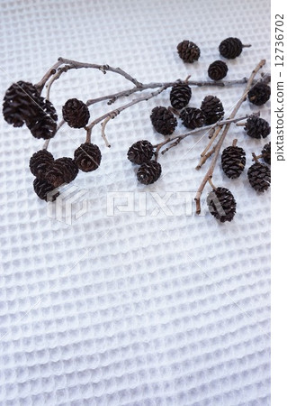 Fruit of alder tree of alder tree Fruit of alder tree of alder tree 12736702