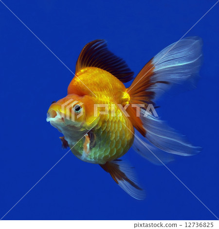 goldfish goldfish 12736825