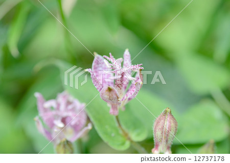 Hototogisu花 12737178