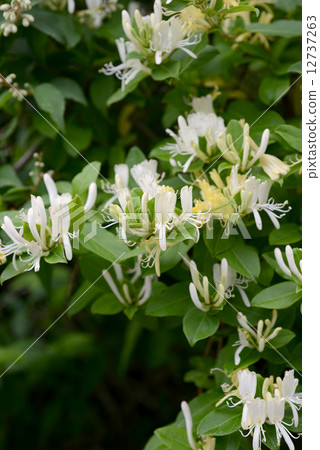 Honeysuckle 12737263