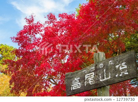 Mt. Takao秋葉 12739730