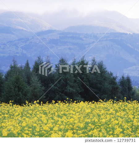 Foot of Bandai of spring Foot of Bandai of spring 12739731