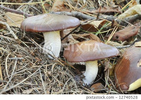 粘蓋牛肝菌 粘蓋牛肝菌 12740528