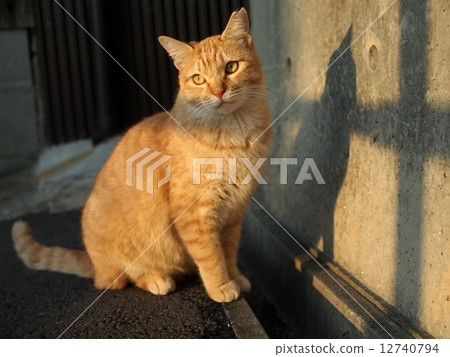 Cat catching the sunset Cat catching the sunset 12740794