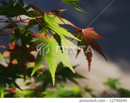 Momiji開始變紅葉子 Momiji開始變紅葉子 12740840