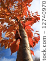 秋天的櫻花葉 12740970