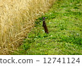 黃鼠狼 12741124