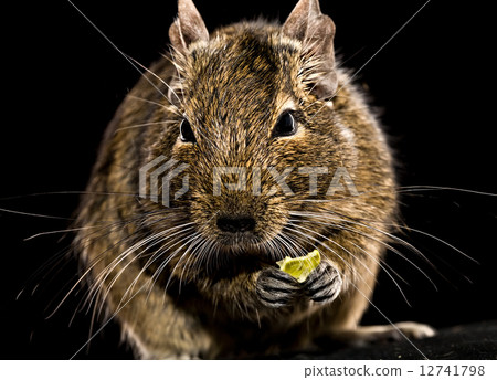 degu mouse with pet food in paws 12741798
