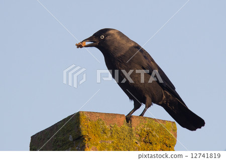 Daw (Corvus monedula) is eating a piece of bread 12741819