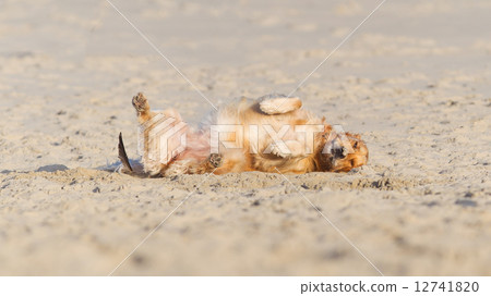 Happy dog rolling - Golden retreiver 12741820