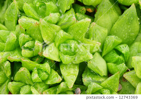 Cactus Haorucia 12743369