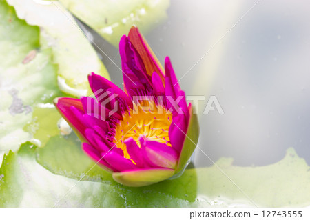 Blooming pink water lily. 12743555