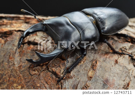 Black background on trees of Japanese okuwagata 12743711