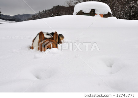 Snow fun Snow fun 12743775
