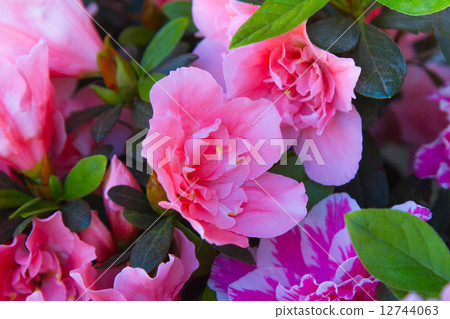 Pink flower Pink flower 12744063