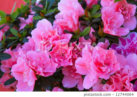 Pink flower  12744064