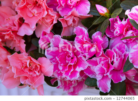 Pink flower Pink flower 12744065