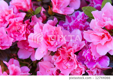 Pink flower Pink flower 12744066