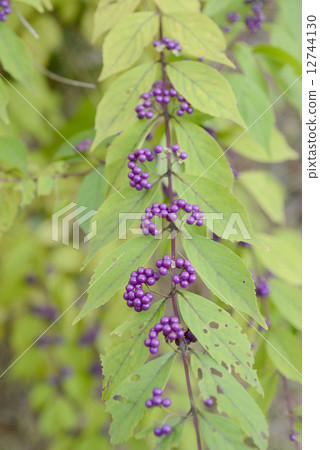 Murasakikibu Murasakikibu 12744130